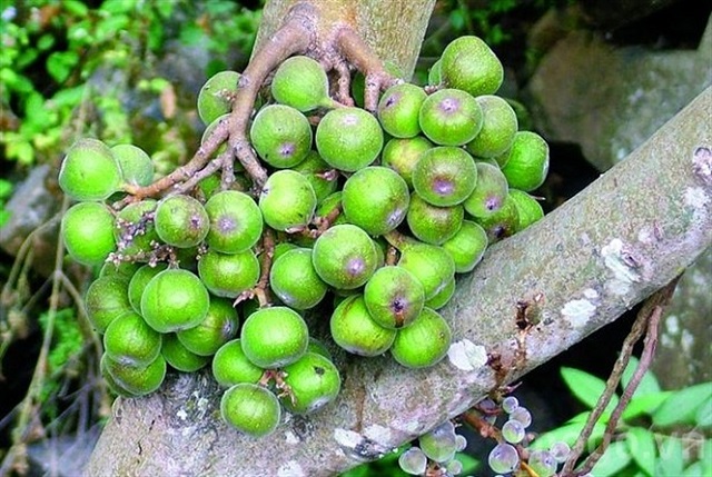 Quả sung Quả sung